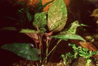 <i>Cryptocoryne pontederiifolia</i>