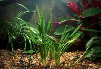 <i>Cryptocoryne willisii</i>