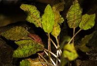 <i>Cryptocoryne schultzei</i>