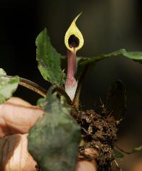 <i>Cryptocoryne schultzei</i>