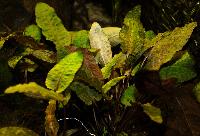 Cryptocoryne