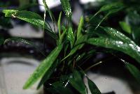 <i>Cryptocoryne lucens</i>