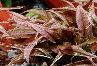 <i>Cryptocoryne cordata</i> 'flamingo'