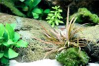 <i>Cryptocoryne albida</i> 'Brown'