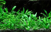 <i>Cryptocoryne parva</i>