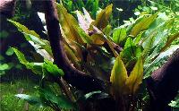 <i>Cryptocoryne undulata</i> 'Broad Leaves'