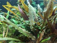 <i>Cryptocoryne undulatus</i> 'Red'