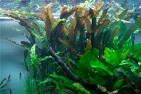 <i>Cryptocoryne usteriana</i>