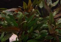 <i>Cryptocoryne</i> var. 'petchii'