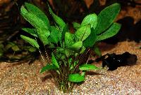 <i>Cryptocoryne wendtii</i> 'green'