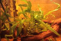 <i>Cryptocoryne usteriana</i>