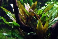 <i>Cryptocoryne undulata</i>, 'bredbladig'