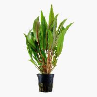 <i>Cryptocoryne undulata</i>, 'bredbladig'