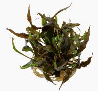 <i>Cryptocoryne undulata</i>, röd