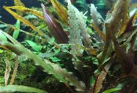 <i>Cryptocoryne undulata</i>, röd