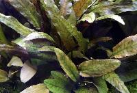 <i>Cryptocoryne wendtii</i>, 'Tropica'