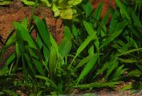 Liten cryptocoryne