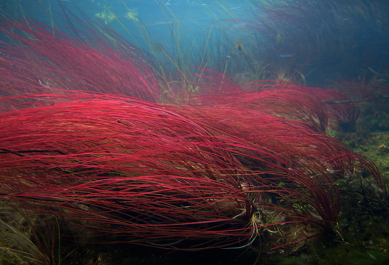 Foto på växten Eleocharis sp. 'red'