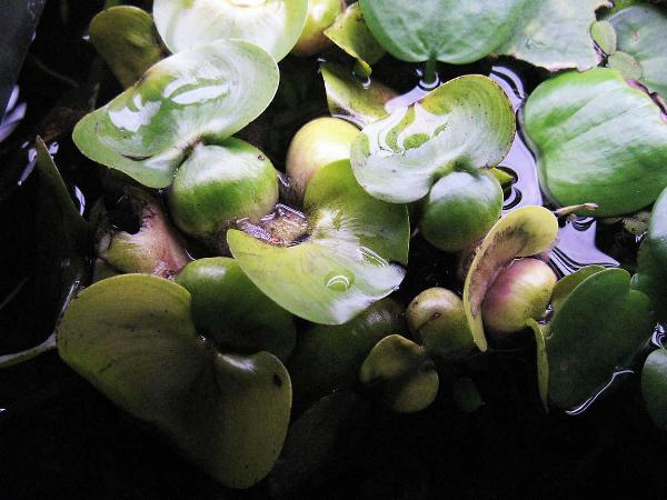 <i>Eichornia crassiceps</i>