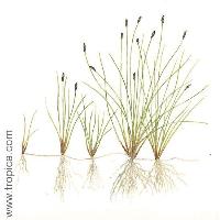 <i>Eleocharis acicularis</i>