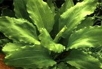 <i>Echinodorus aquartica</i>