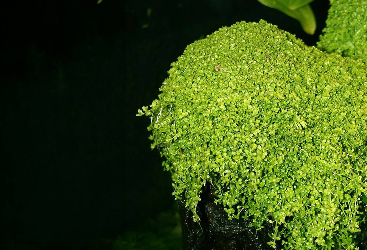 Foto på växten Hemianthus callitrichoides 'Cuba'