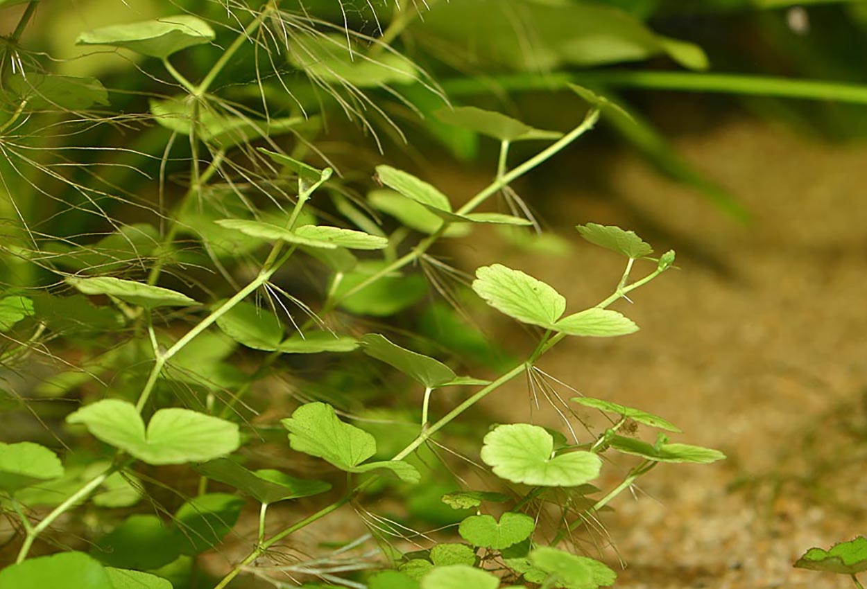 Foto på växten Hydrocotyle leucocephala