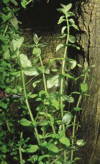 <i>Hygrophila polysperma</i>