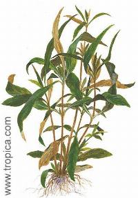 <i>Hygrophila guianensis</i>