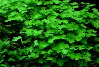 Hydrocotyle