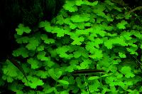 <i>Hydrocotyle tripartita</i>