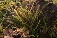 <i>Hygrophila pinnatifida</i>