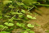 <i>Hydrocotyle leucocephala</i>