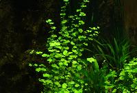 <i>Hydrocotyle vulgaris</i>