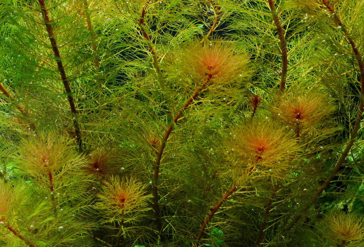 Mato grosso myriophyllum