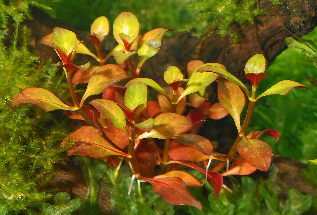 Foto på växten Ludwigia repens 'rubin'