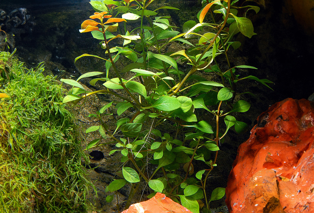 Mullertiis ludwigia