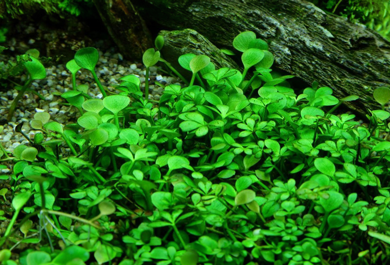 Marsilea <i>hirsuta</i>  