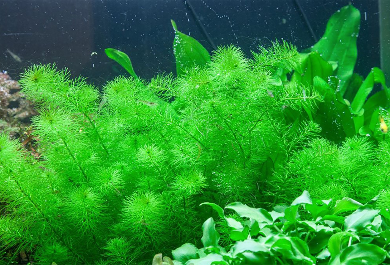 Guyanas myriophyllum/tusenblad