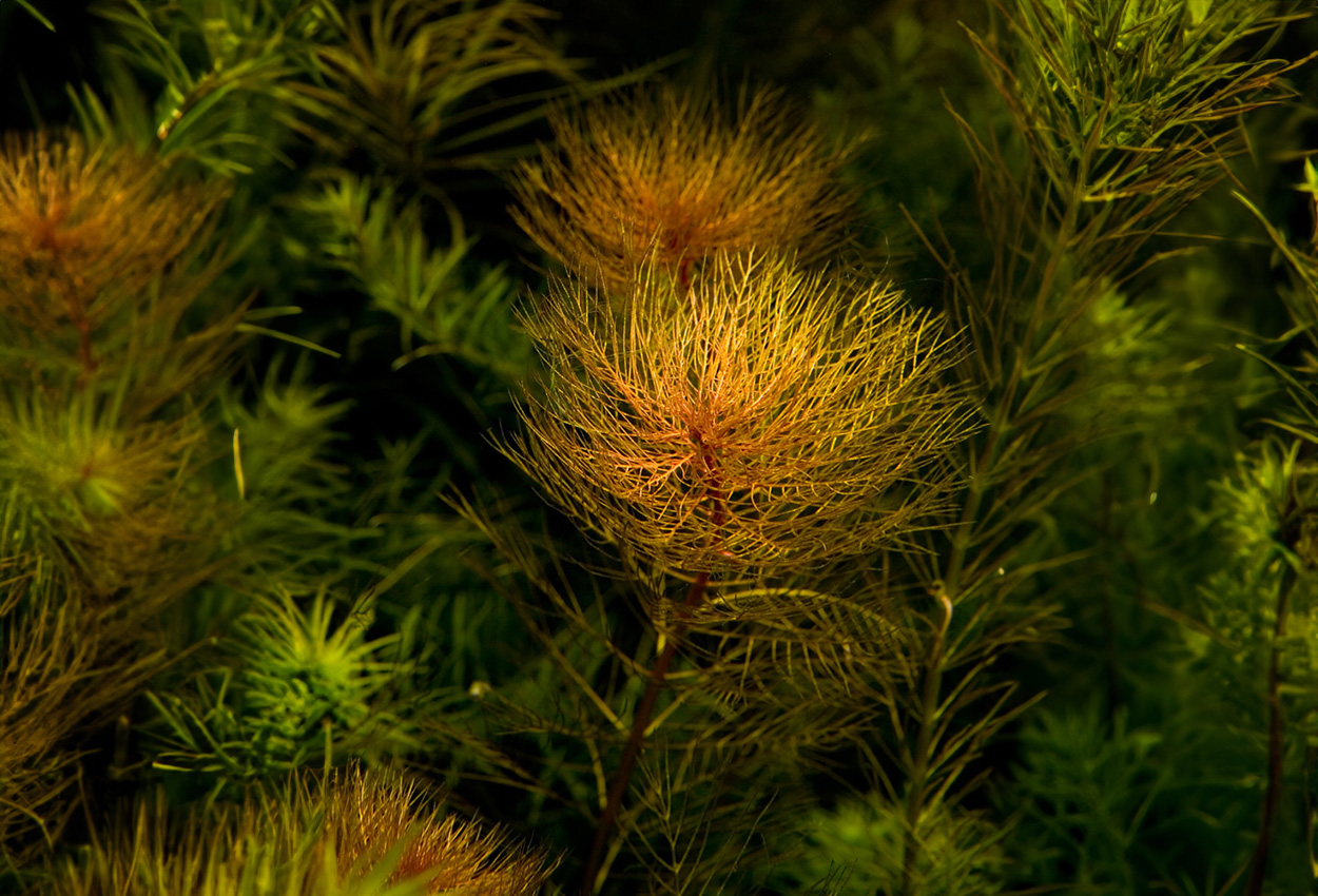 Foto på växten Myriophyllum tuberculatum