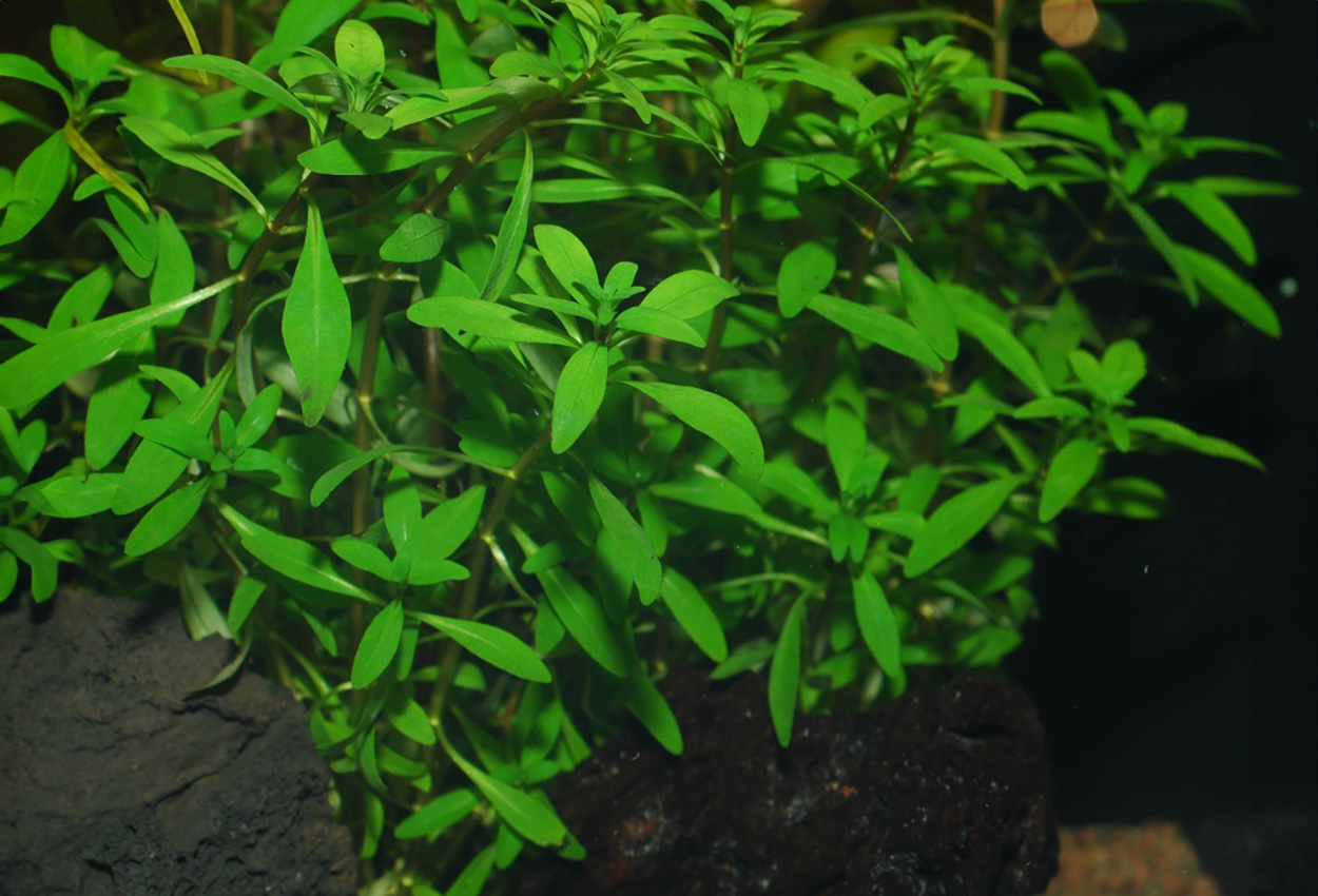 Cuba ludwigia