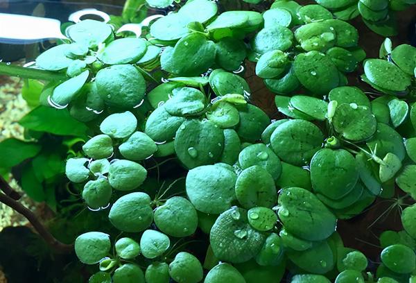 Amazon/sydamerikansk frogbit