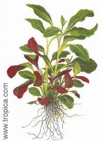 <i>Lobelia cardinalis</i>