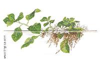 <i>Ludwigia helminthorrhiza</i>