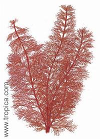 <i>Myriophyllum tuberculatum</i> (red)