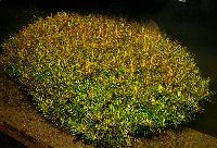 <i>Ludwigia arcuata</i>