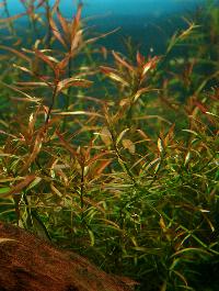 <i>Ludwigia arcuata</i>