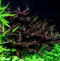 <i>Ludwigia glandulosa</i>