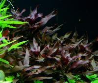 <i>Ludwigia glandulosa</i>