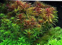 <i>Limnophila hippuroides</i>